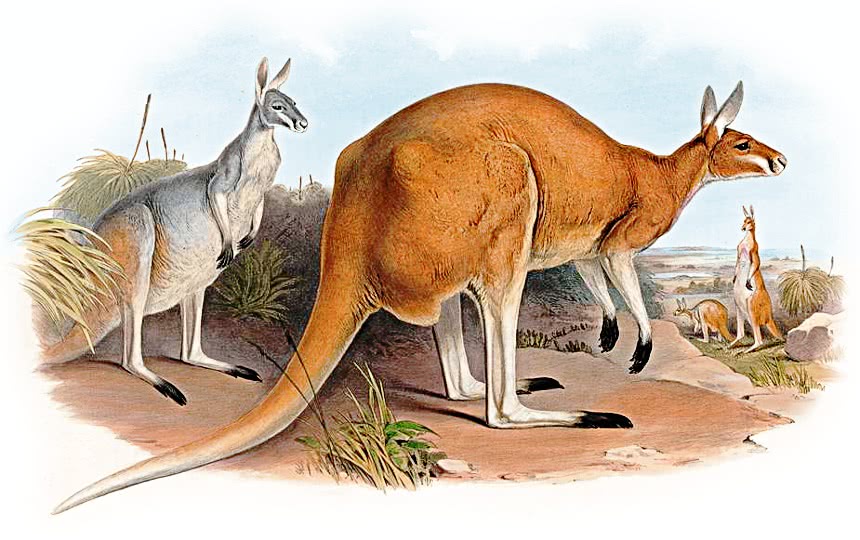 Red kangaroo  Macropus rufus
