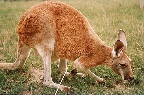 Red kangaroo photo