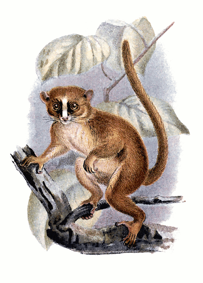 Smiths Dwarf Lemur  Microcebus smithii