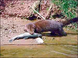 mink with fish