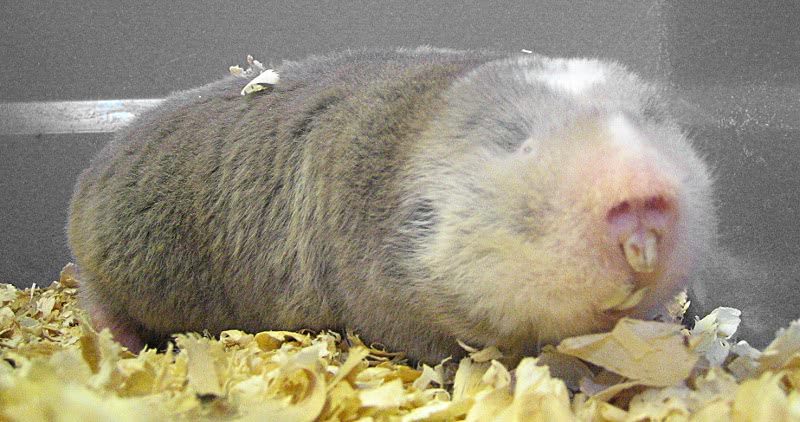 Adult silvery mole rat