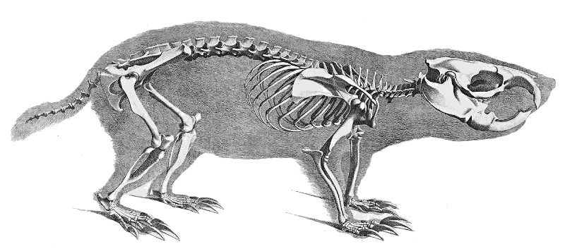 Cape mole rat skeleton