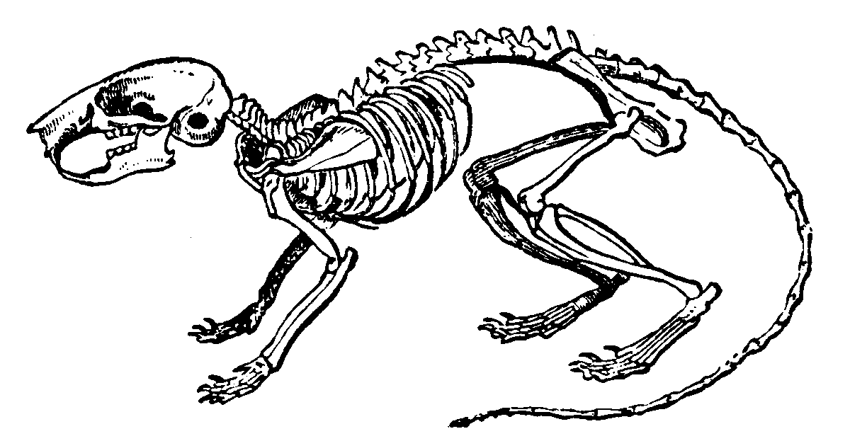 Dormouse skeleton
