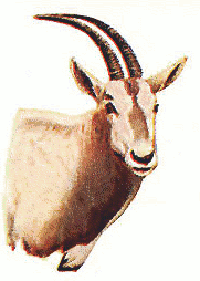 Oryx head