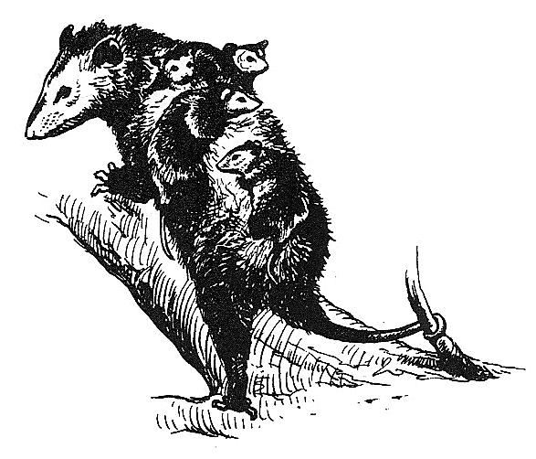 Opossum with young