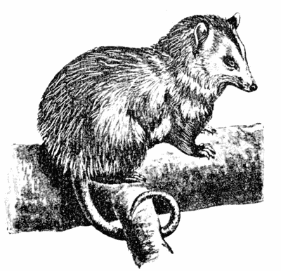 Virginian Opossum sketch