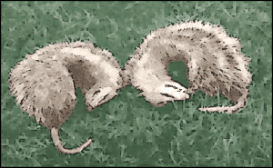 two opossums feigning death