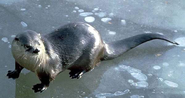 North American River Otter  Lontra canadensis