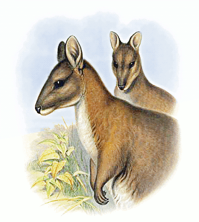 Red-necked pademelon  Thylogale thetis