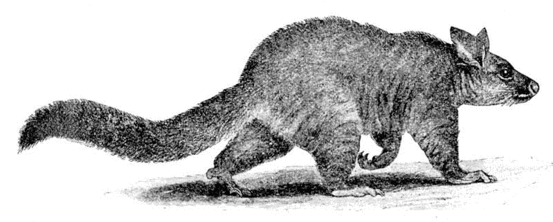 Vulpine phalanger  Trichosurus vulpecula