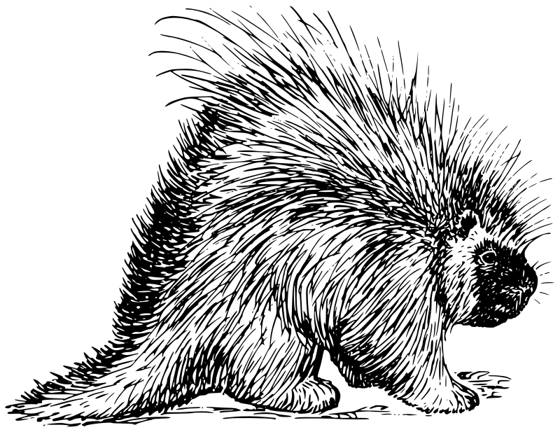 porcupine-lineart