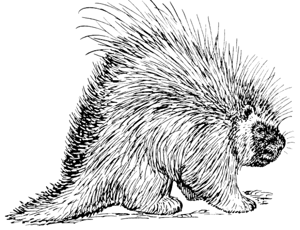 porcupine 4