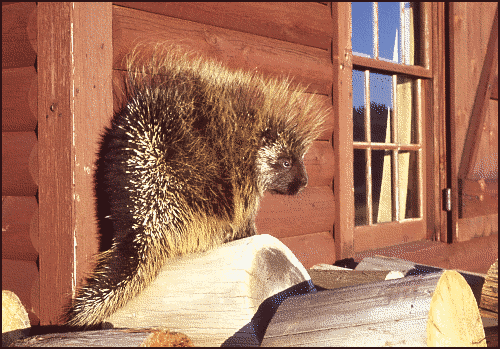 porcupine by cabin