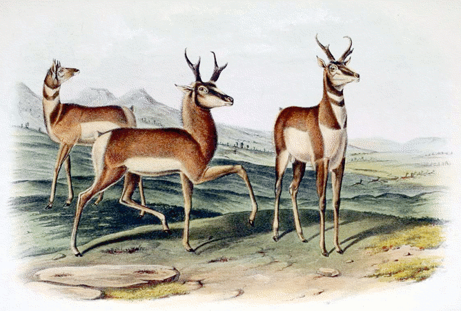 Prong-horned antelope vintage