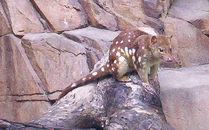 Tiger Quoll aka Spotted-tail Quoll