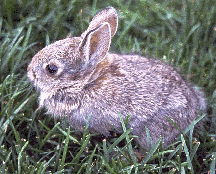 cottontail rabbit