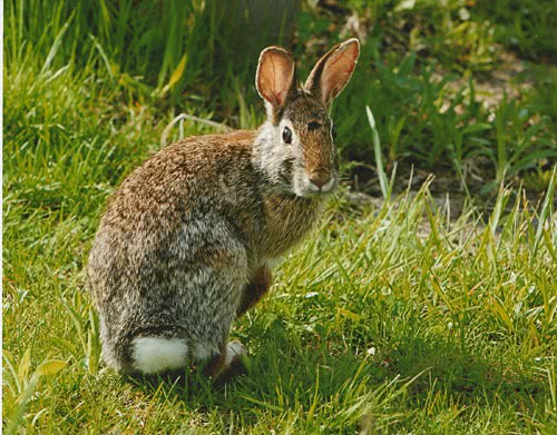 eastern cottontail rabbit 2