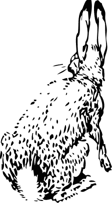 rabbit from behind