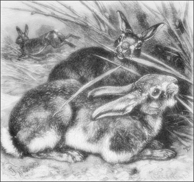 rabbits 2