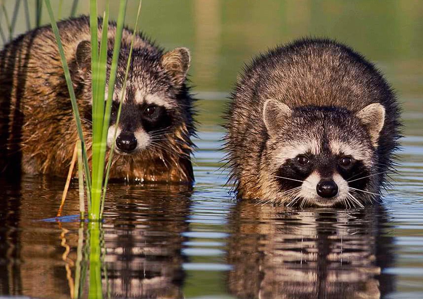 Raccoons swim