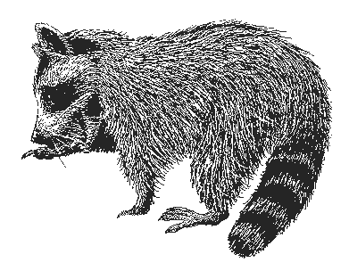 raccoon lineart