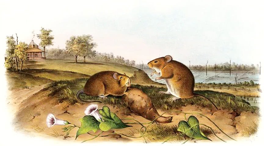 Cotton rat  audubon