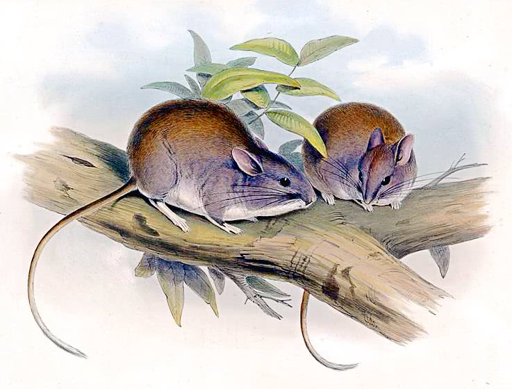 Lesser Stick-nest rat  Leporillus apicalis