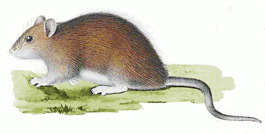 Woodland rat