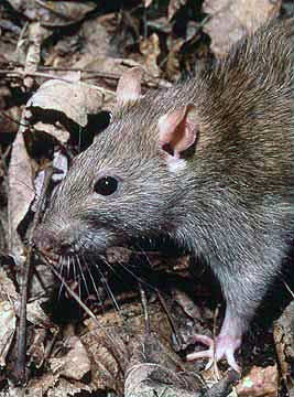 Brown Rat  Rattus norvegicus
