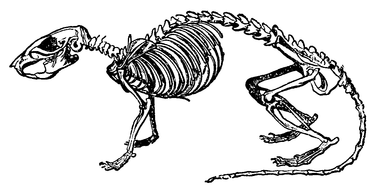 Brown rat skeleton
