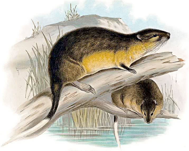Water rat  Hydromys chrysogaster