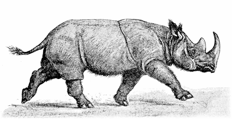 Hairy-eared Rhinoceros  Rhinoceros lasiotis