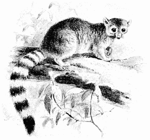 Ring-tailed cat  Bassariscus astutus