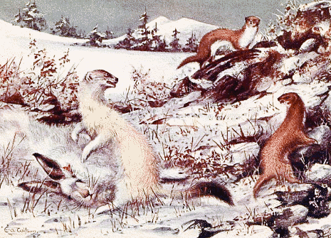 Stoat chases off weasels