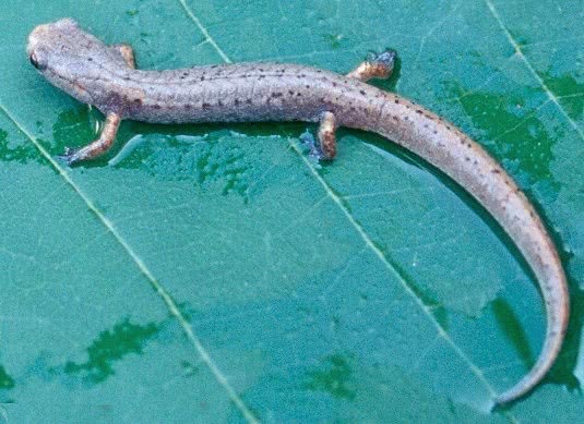Four toed Salamander  Hemidactylium scutatum