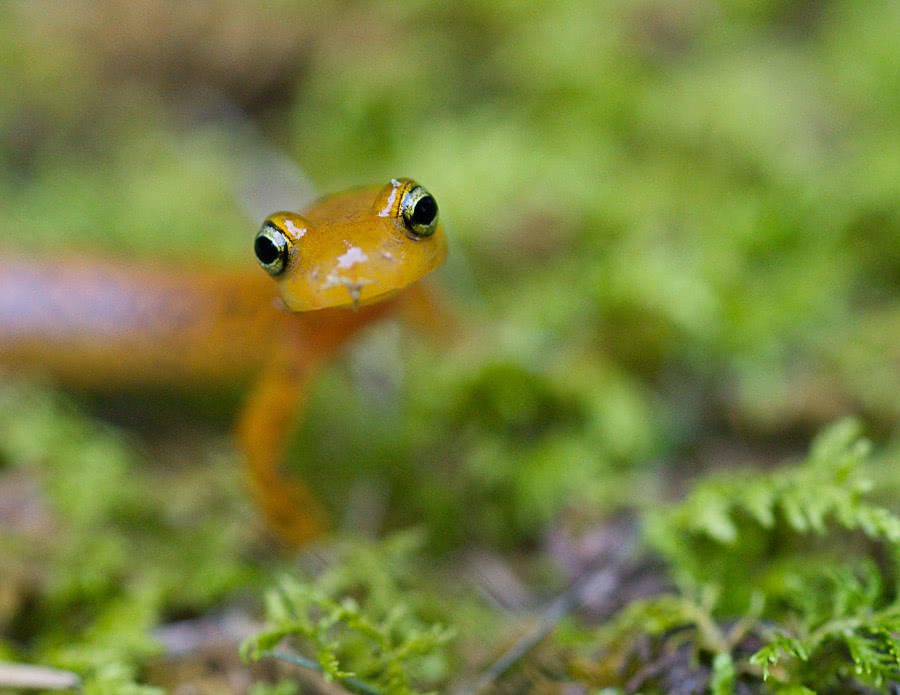 Longtail salamander  Eurycea longicauda
