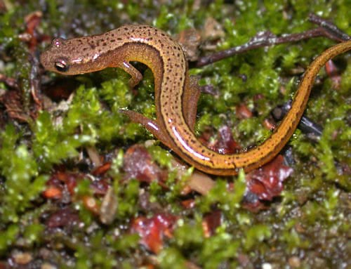 Northern Two lined salamander