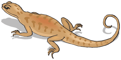 Salamander brown