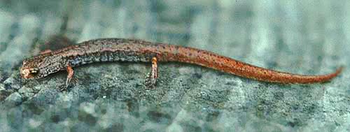 four toed salamander