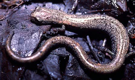 San Gabriel Slender Salamander  Batrachoseps gabrieli