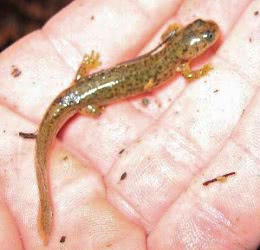 Southern Torrent Salamander  Rhyacotriton variegatus