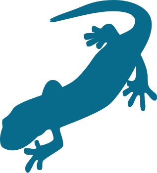 salamander outline