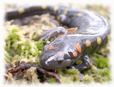 spotted salamander 3