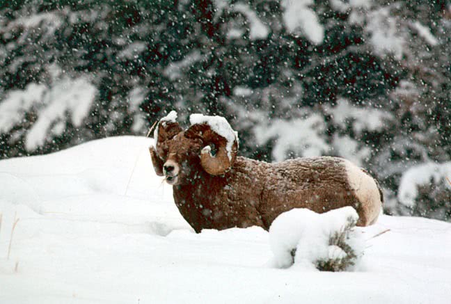 Bighorn ram in snow