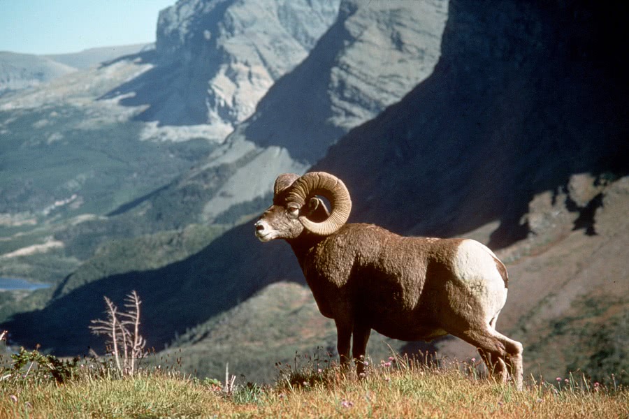Bighorn sheep 4
