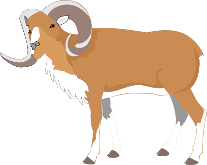 bighorn sheep color