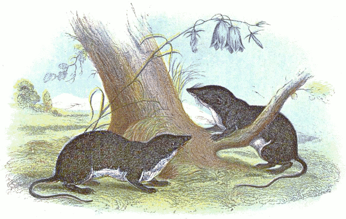 Water shrew illustration