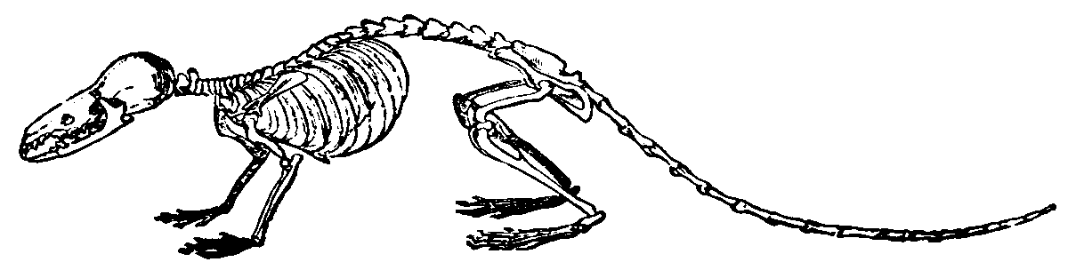 Water shrew skeleton