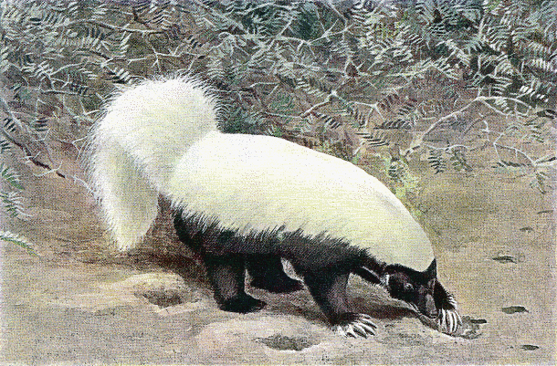American hog-nosed skunk  Conepatus leuconotus