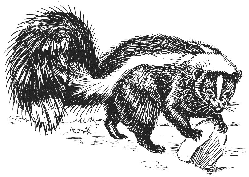 skunk foraging